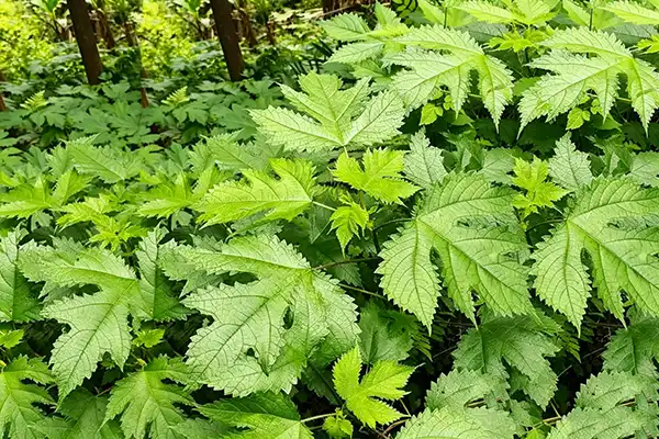 Nettle Extract Powder Uses and Plant Profile